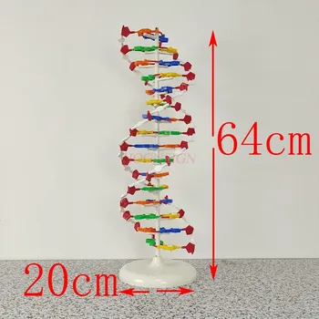 молекулярный инструмент Модель структуры двойной спирали ДНК Модель молекулярной структуры ДНК средней школы учебные пособия